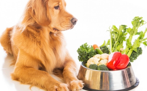 Veganism and vegetarianism among pets